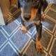 AKC Doberman puppies