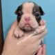 Boston Terriers