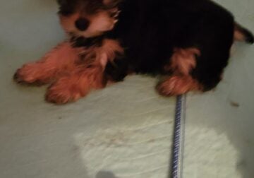 Yorkie ,puppies