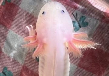 Axolotls and Axolotl babies