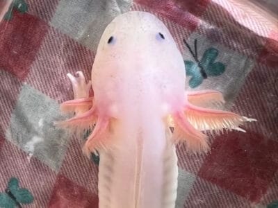 Axolotls and Axolotl babies