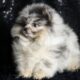 Squirt AKC Pomeranian