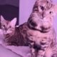 Purebred Bengal KITTENS (light gold eyes)