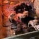 Puppies for sale