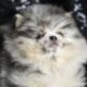 Squirt AKC Pomeranian