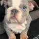 AKC Miniature English Bulldogs