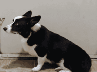 Gorgouse Black tye corgi