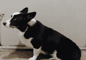 Gorgouse Black tye corgi