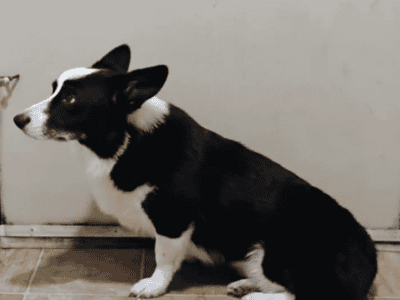 Gorgouse Black tye corgi