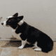 Gorgouse Black tye corgi