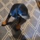 AKC Doberman puppies
