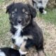 Full blooded Tricolor Aussies
