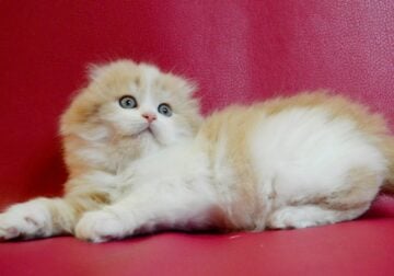 Persic Scottish Fold male, cream bicolour