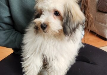 6-month-old purebred pups – no papers