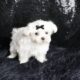 Poppy AKC Maltese