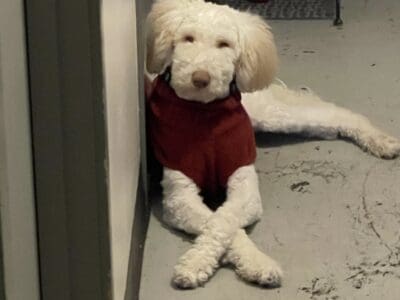 9 month old Puppy for sale