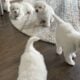 5 weeks old Great Pyrenees