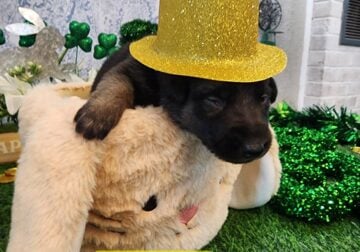 AKC German Shepherd Puppies