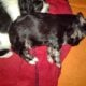 Robotnik Coton de Tulear APRI Mother’s day special