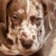 Akc Great Dane pups