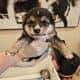 Shiba Inu Puppies