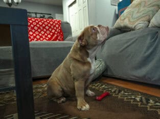 Mini AKC Bulldog – Lilac Fawn Mini – Ready for
