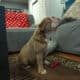 Mini AKC Bulldog – Lilac Fawn Mini – Ready for