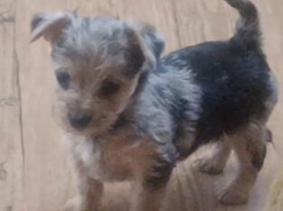 Chiweenie