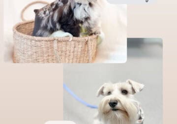 AKC Miniature Schnauzer Puppies