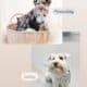 AKC Miniature Schnauzer Puppies