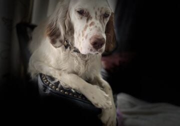 Lewellin English Setter