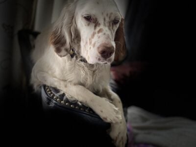 Lewellin English Setter
