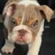 AKC Miniature English Bulldogs