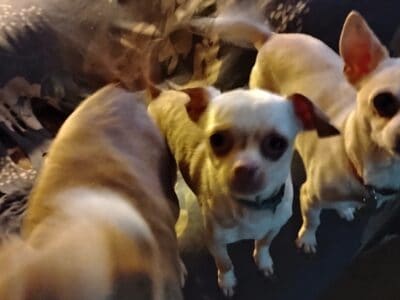 Chihuahuas