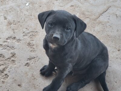 Pit mix nabed coal