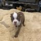 Cupid, handsome male boston terrier