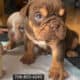 English Bulldog puppys
