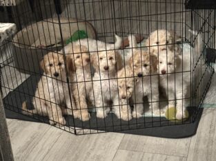Golden doodle puppies for sale