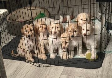 Golden doodle puppies for sale