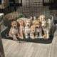 Golden doodle puppies for sale