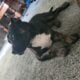 Female American bully
