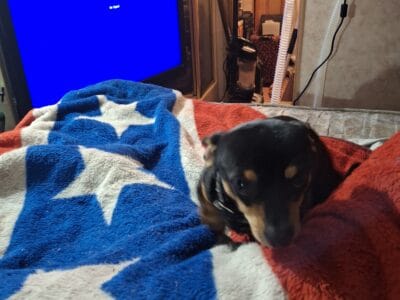 Brand new chiwawa