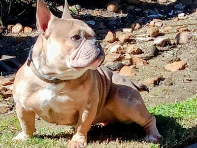 Micro Bully For Sale