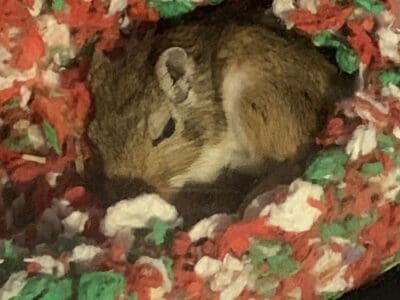 2 gerbils (female) (pls txt)