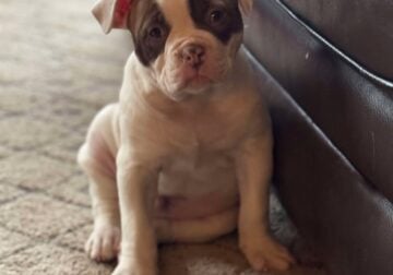 American Bulldog Puppy-(Male)