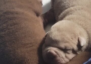 Newborn Puppies 3 Week Old
