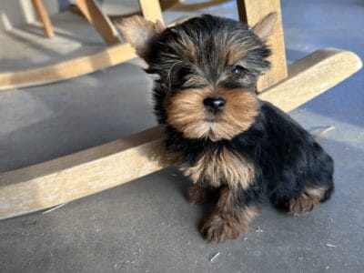 Yorkie puppies