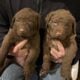chesapeake bay retriever