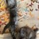 Dark Smoke Maine Coon