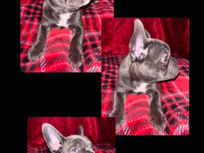Female French Bulldog/Micro Bully born on 12/7/24